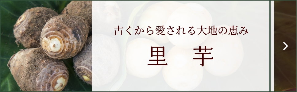 古くから愛される大地の恵み 里芋